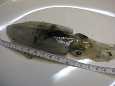 9月12日 アオリイカ２