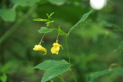 キツリフネソウ by frano-craft.jpg