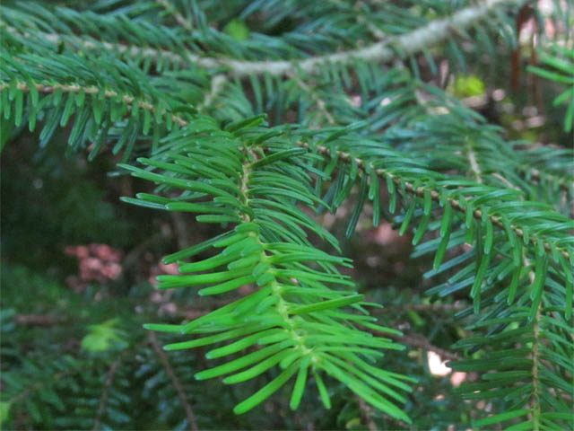 06Abies veitchii.JPG