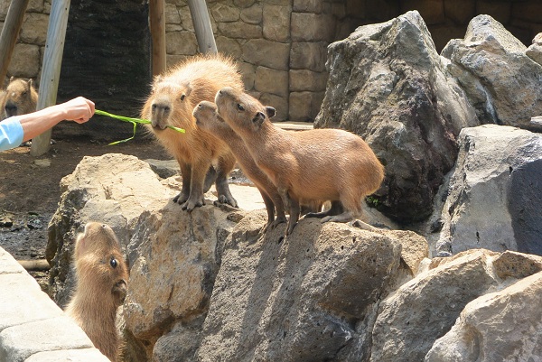 シャボテン公園