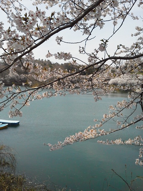 １DSC_0164竹沼の桜.jpg