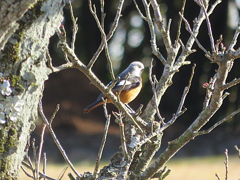 IMG_8232.jpg