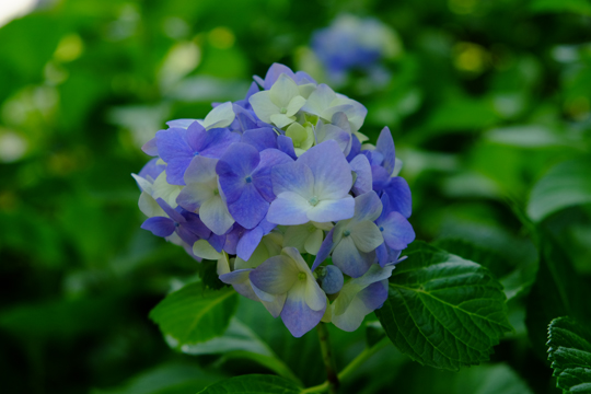 2016 06 06_6464.jpg