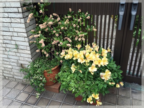 コバノズイナ & アルストロメリア