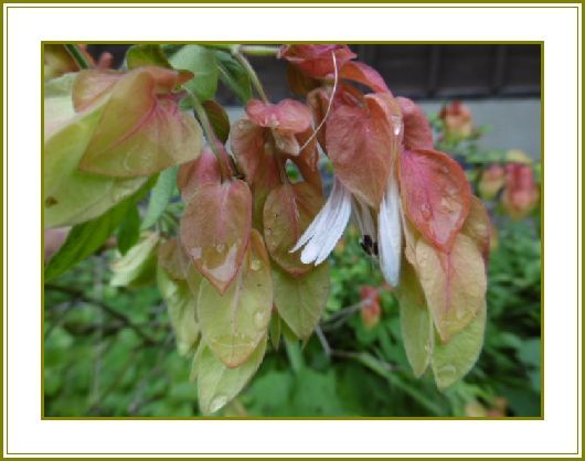 令和３年６月８日 小海老草跳ねて天衝く梅雨晴間 花の歳時記 天南星の魅力 山野草 楽天ブログ