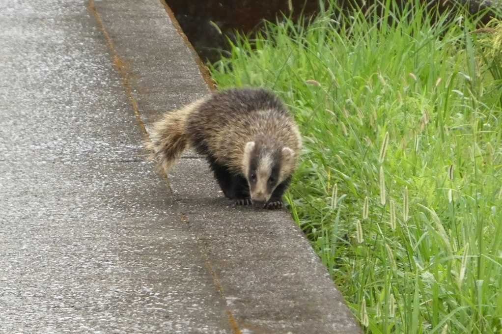 515