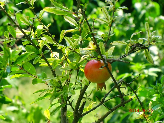 小さな伊豆の秋、見ぃ～付けた、 031.jpg