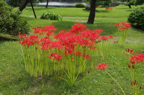 旧芝離宮恩賜庭園にて