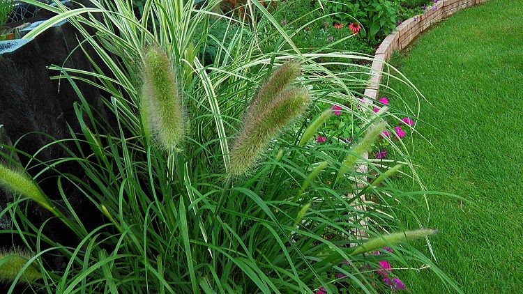 大きなネコジャラシ系のグラス Miraiの庭 つれづれに 楽天ブログ