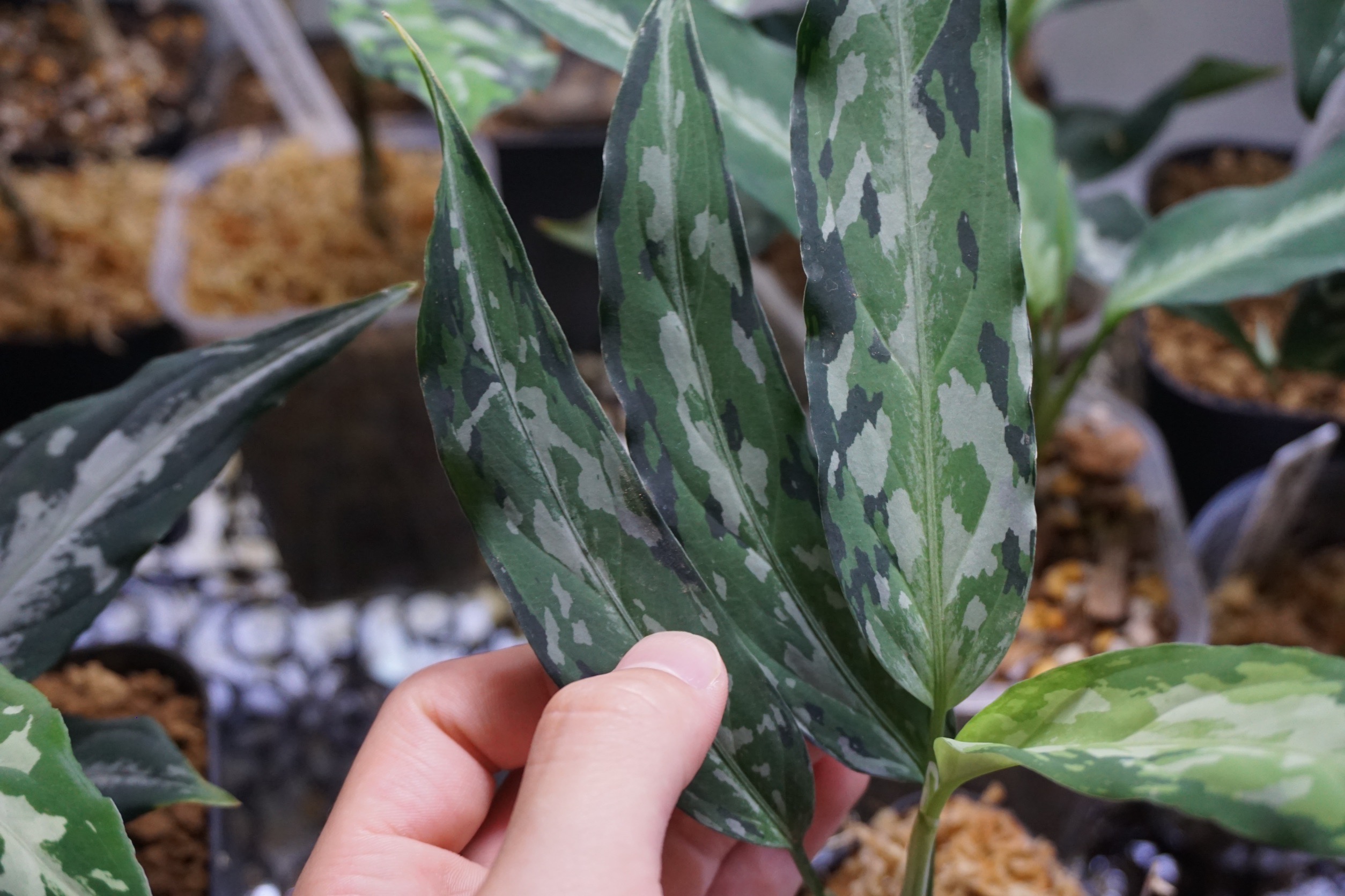 アグラオネマピクタムKashyyyk子株【LA0816-1ss】 アグラオネマピクタム キャッシーク LAネームドAglaonema pictum