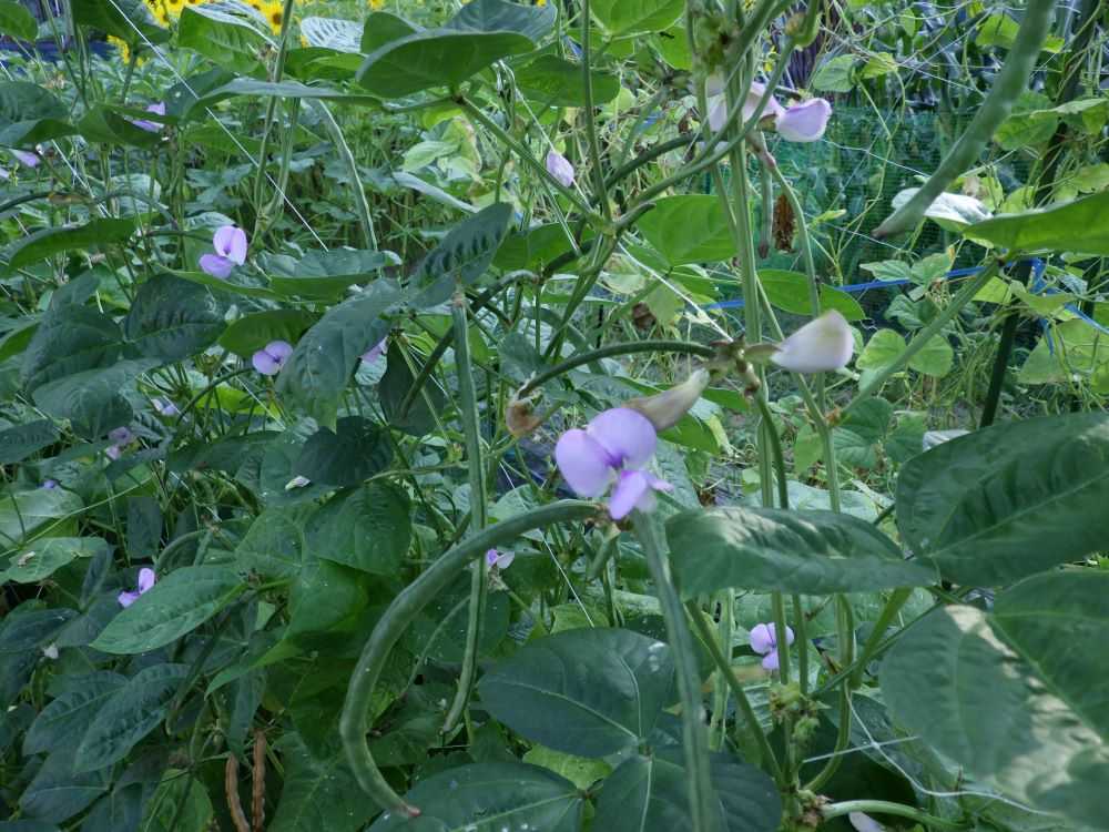 てんこ小豆 8月上旬最盛期 | AKITAで種をまいてみる - 楽天ブログ