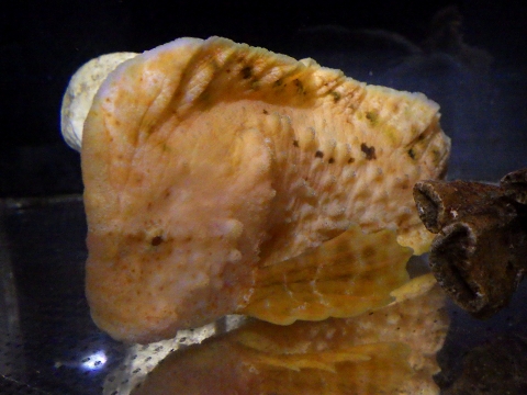 ワーティプロウフィッシュ（Aetapcus maculatus）3　Warty prowfish