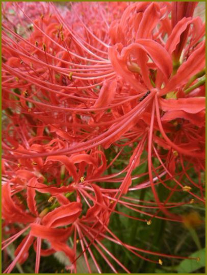 ９月23日 彼岸花草葉の陰も染めにけり 花の歳時記 天南星の魅力 山野草 楽天ブログ