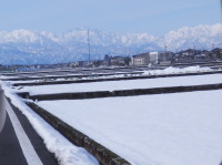 田園地帯に映える立山連峰　2.1　2013