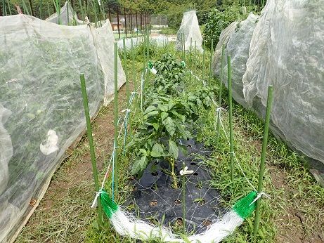 ピーマンネット誘引 葉山農園 7月中旬 暇人主婦の家庭菜園 楽天ブログ