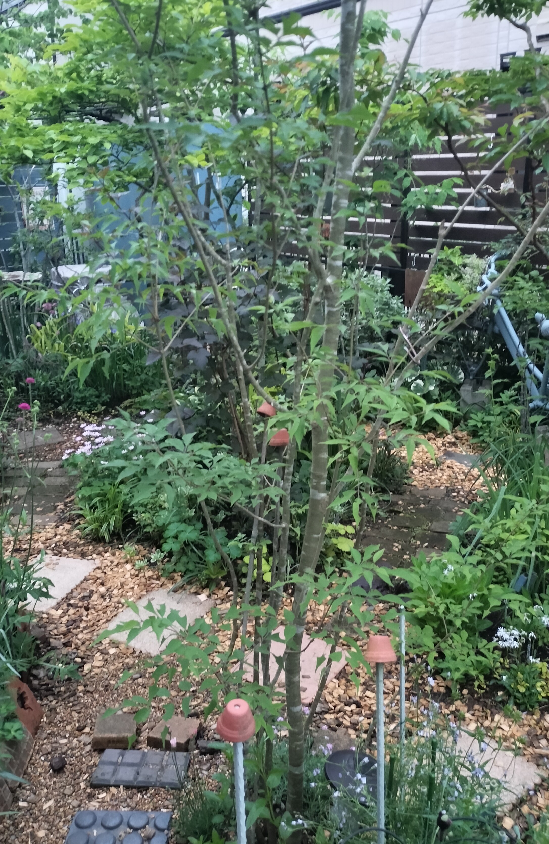木々のある風景 アオハダ アオダモ | たねをまく日々 - 楽天ブログ