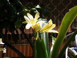 キイロクンシラン