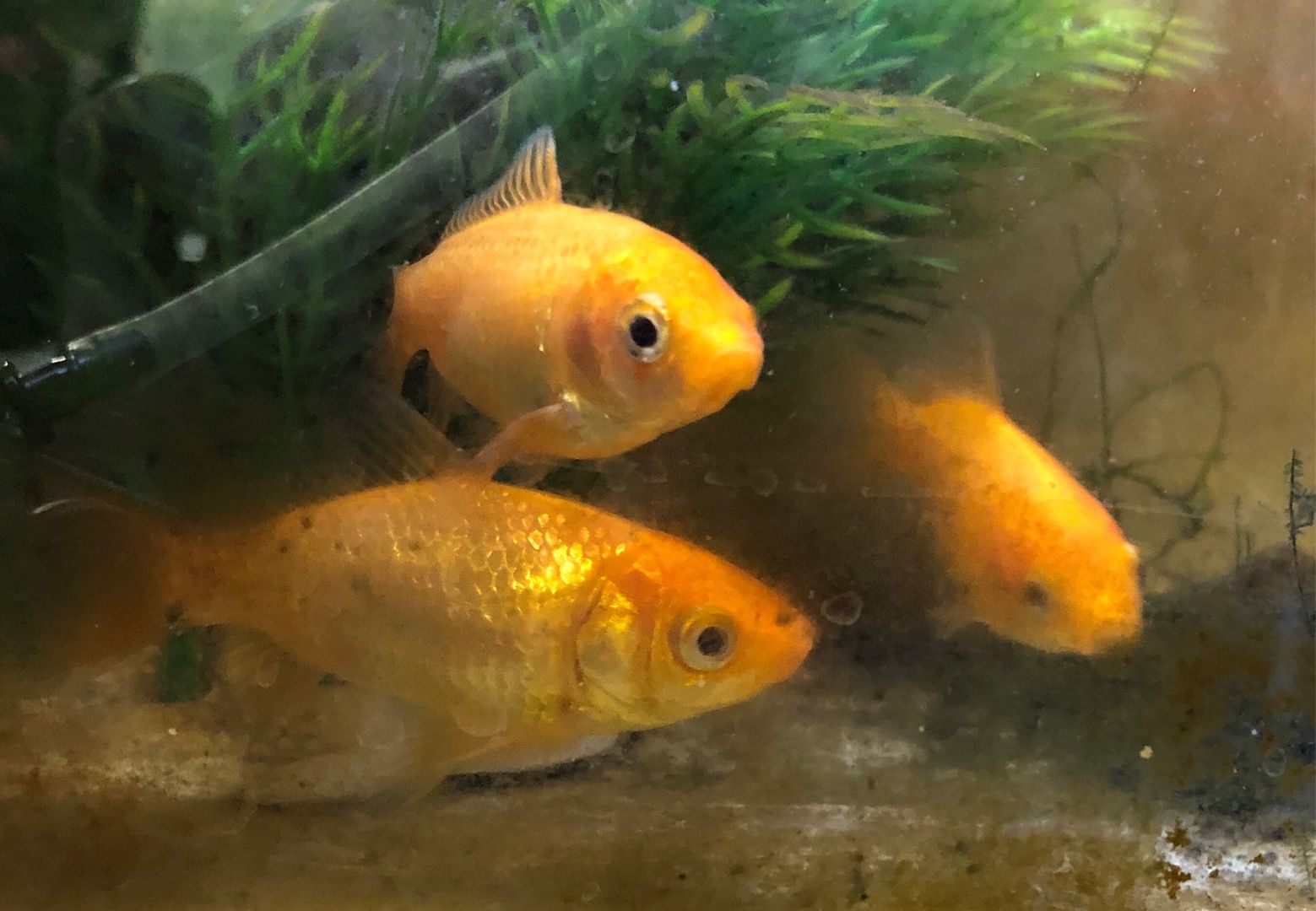 金魚 いきものダイヤリー 楽天ブログ