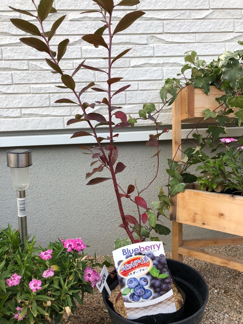19年12月04日の記事 ラビットアイ系 ブルーベリー栽培記録 楽天ブログ