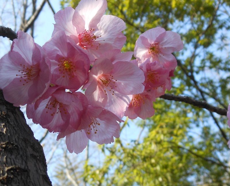 大山桜 蝦夷山桜 写真俳句ryo 俳句 山野草 楽天ブログ