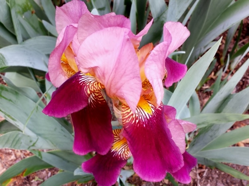 20150524_091802 (500x374).jpg