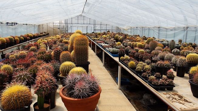 長野多肉刈り 堀川カクタスガーデン | ラン・ラ・パン - 楽天ブログ