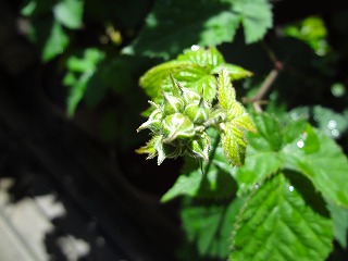 DSC01209.jpg