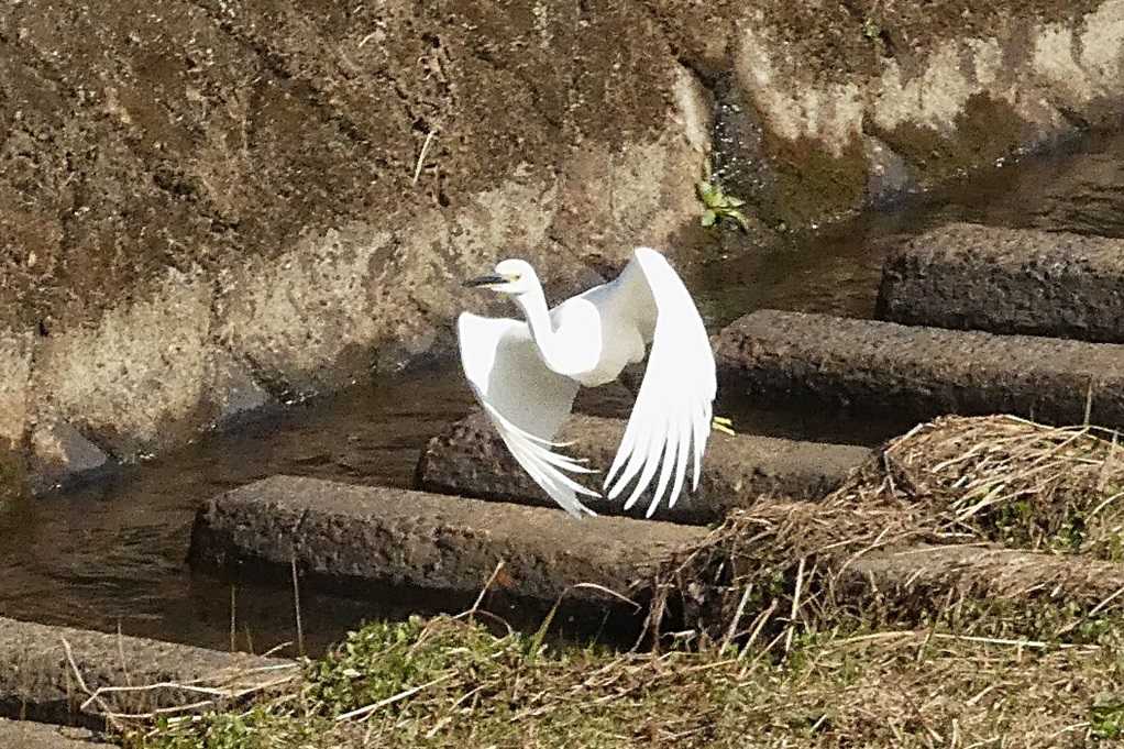 515