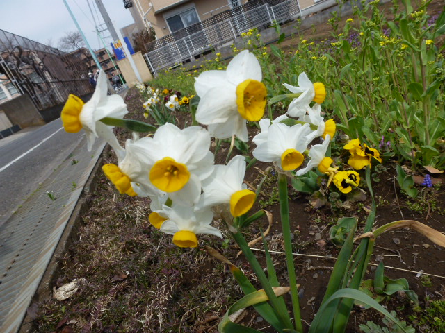 453 日本水仙