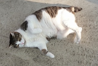 P1310637-ass.jpg