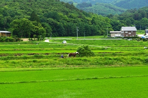 遠野を行く馬