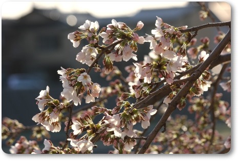 犀川-9 ソメイヨシノ-4 14.4.1