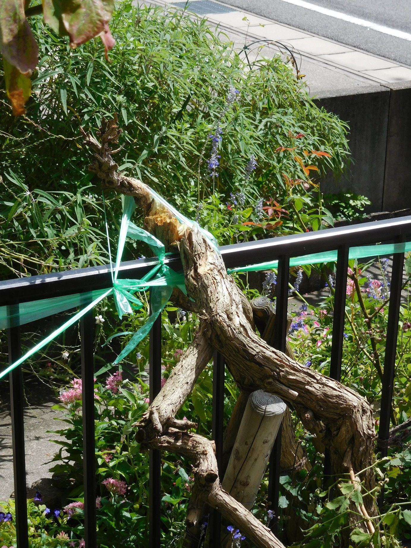 台風でノウゼンカズラの木が折れる ｔｅａ ｇａｒｄｅｎ ちょっとひとりごと 楽天ブログ