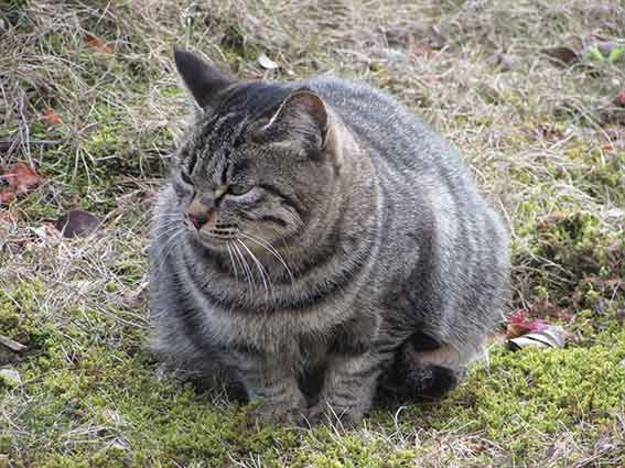 我が家のニャンコ♪2016/1/7-01