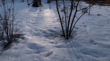 テカリ雪120216