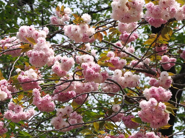 P4200089.jpg