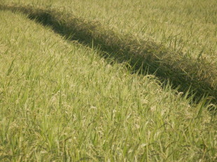 田圃　8.20　2014