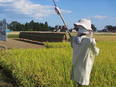 田５かかし.jpg