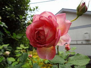 DSC01022.jpg