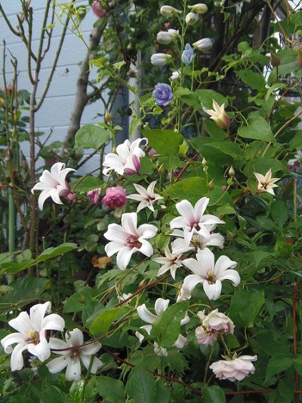 クレマチス プリンセスケイト お庭でゆっくり 楽天ブログ