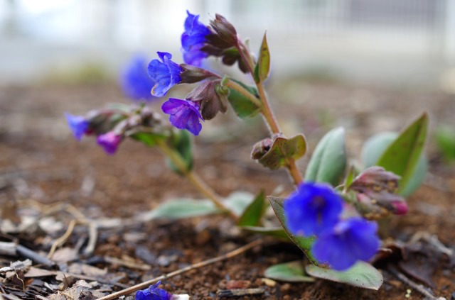 s_IMGP4172.JPG