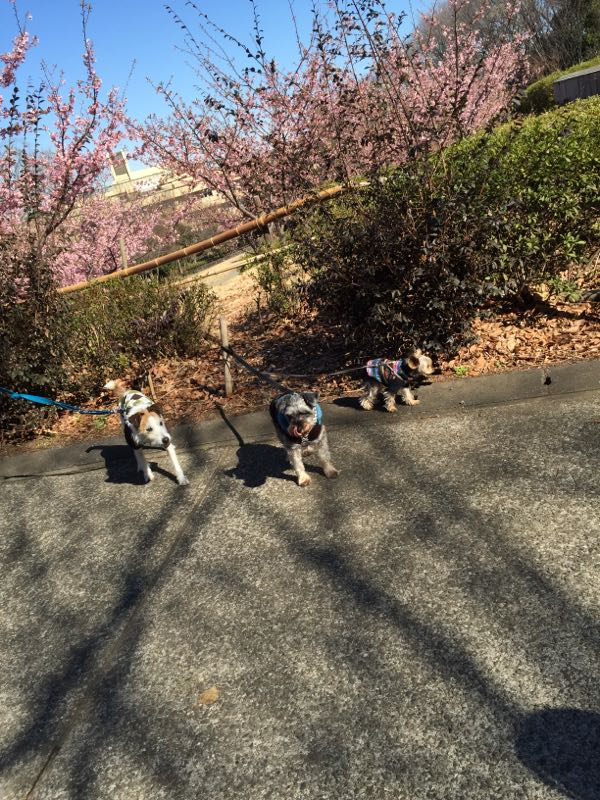 rblog-20160228000120-01.jpg