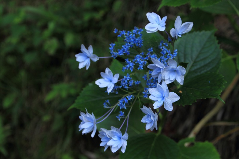 中千本公園の紫陽花_08.jpg