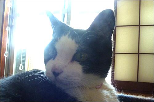 テレビのｃｍ 耳 ミミ とチャッピの布団 楽天ブログ