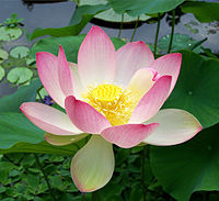 200px-Sacred_lotus_Nelumbo_nucifera.jpg