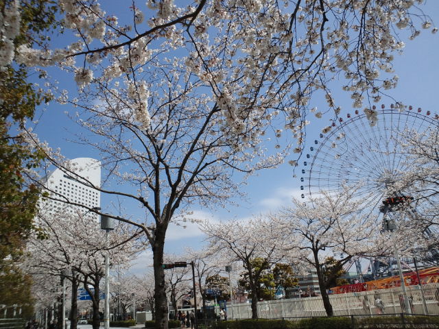 みなとみらい桜5