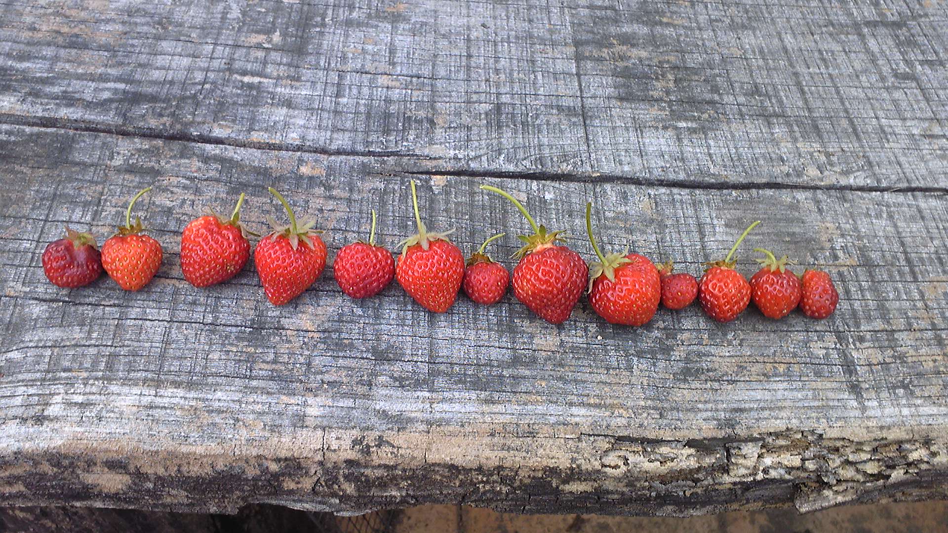 とれたていちご