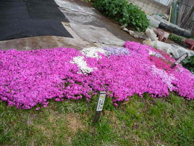 433 芝桜