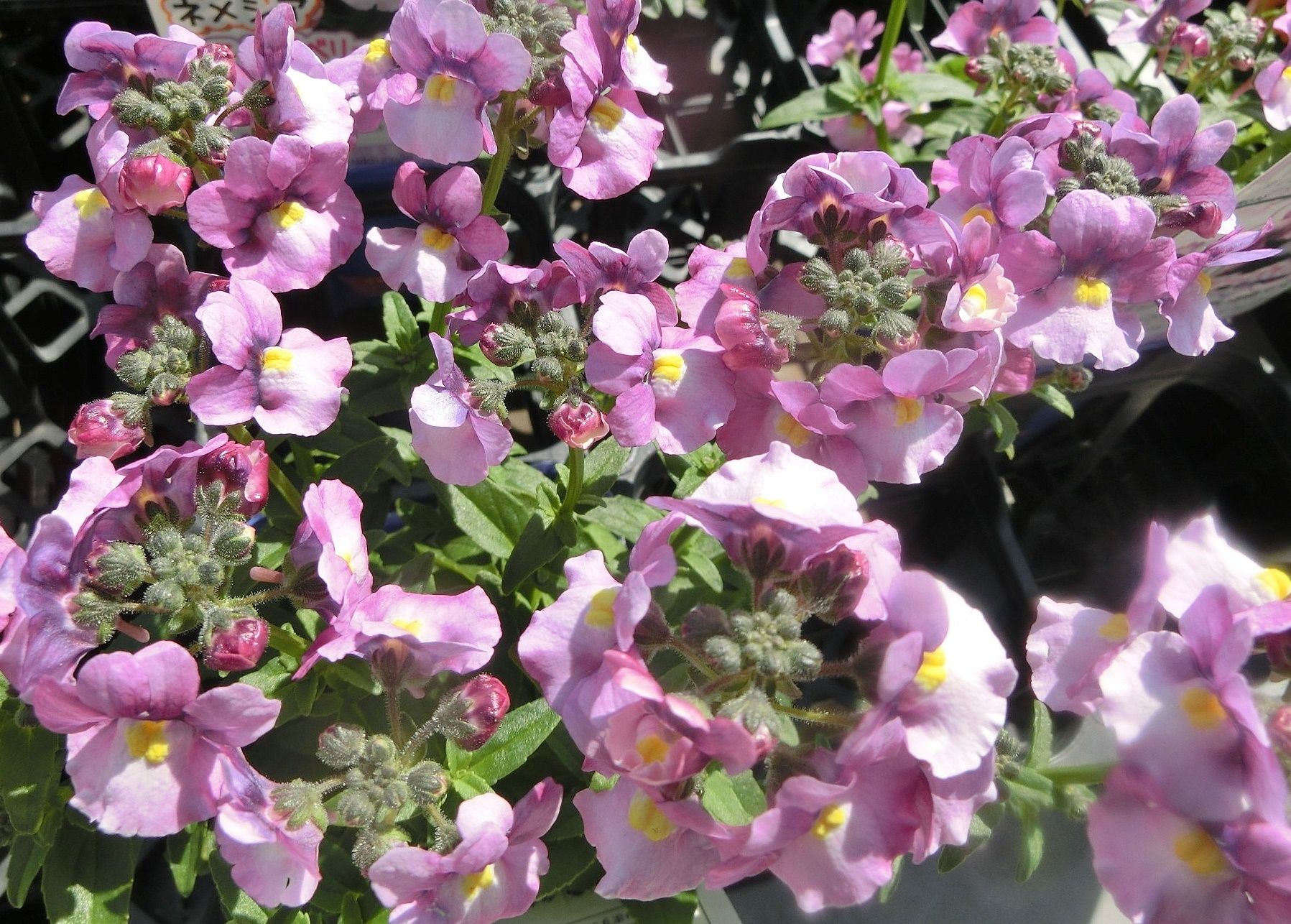 載せ遅れた実や花たち色々 長居植物園で見た花 だい のひとりごと 楽天ブログ