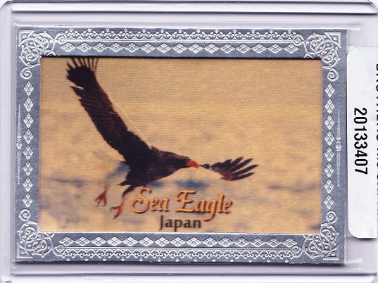 SEA EAGLE.jpg
